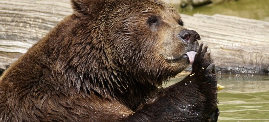 BIESZCZADY: Niedźwiedzie czereśniami nie pogardzą (FILM)