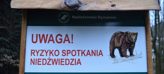 tvRymanów.pl: Ryzyko spotkania z niedźwiedziem w lasach Nadleśnictwa Rymanów